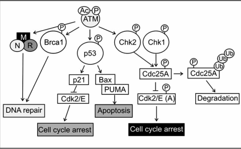 Fig. (1)