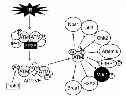 Fig. (2)