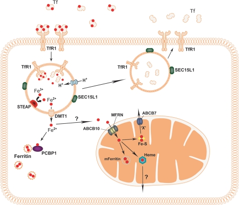 FIGURE 1.