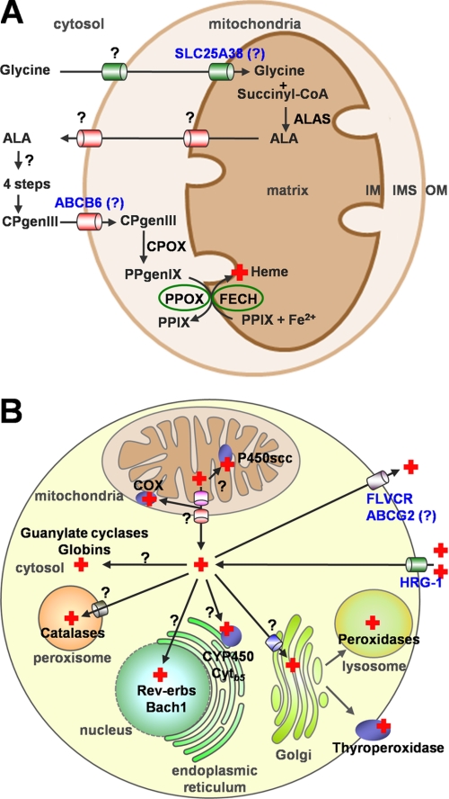 FIGURE 2.