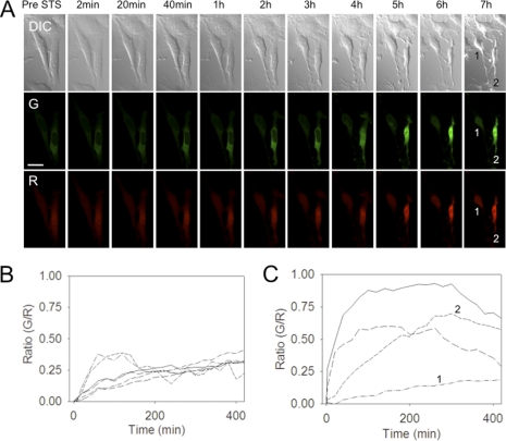 FIGURE 4.