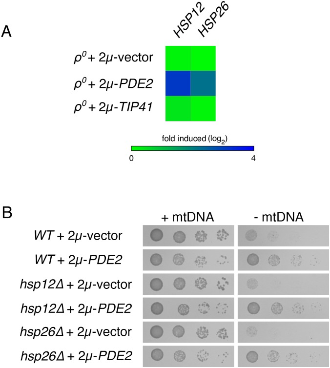 Fig 6