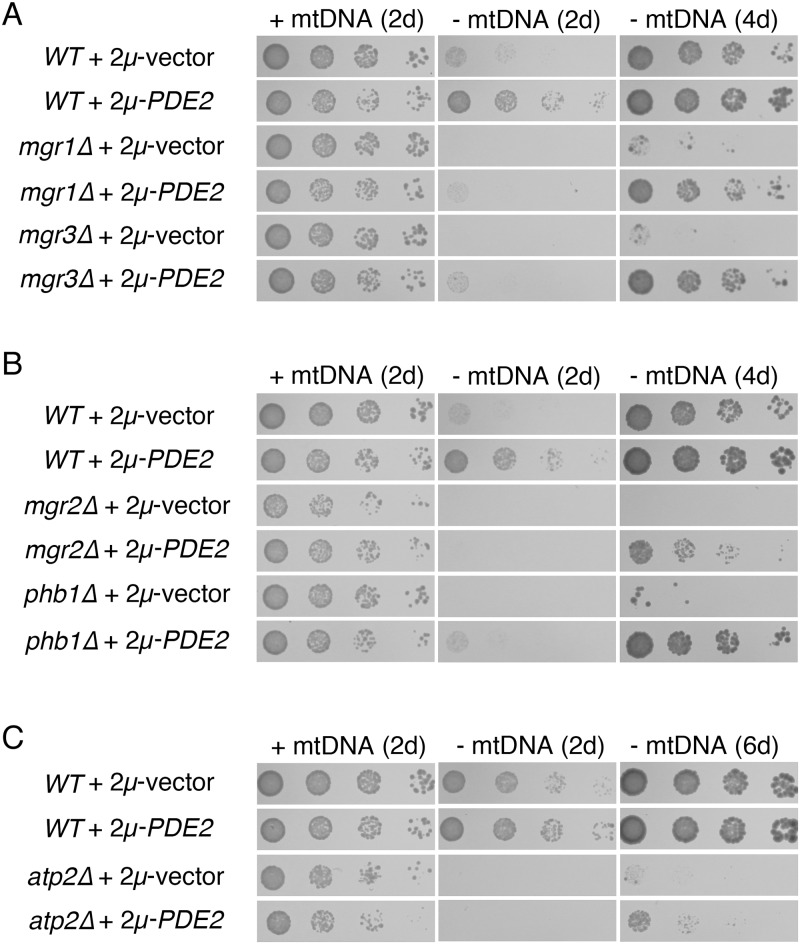 Fig 8