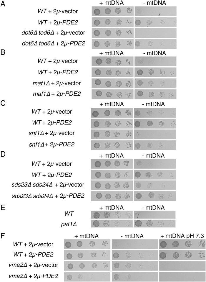 Fig 7