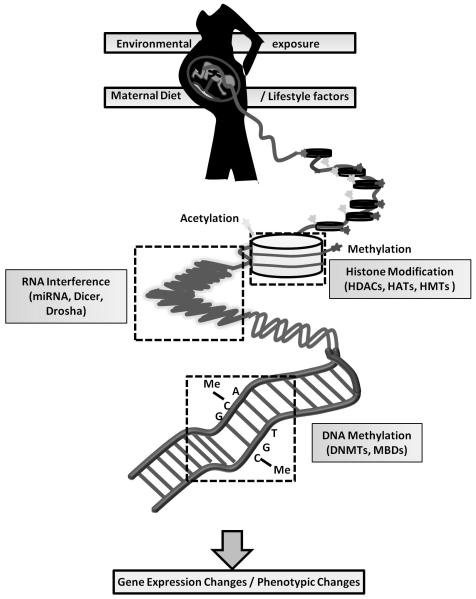 Fig.1