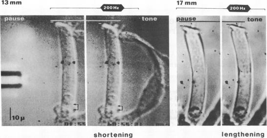 graphic file with name pnas00297-0466-a.jpg