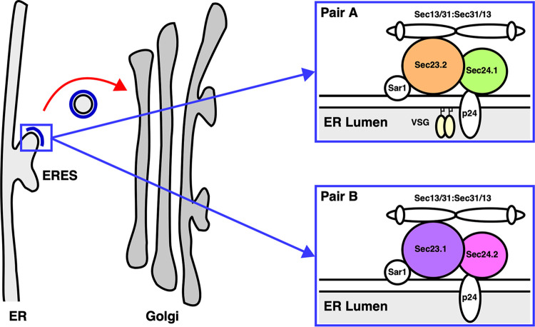 FIG 1