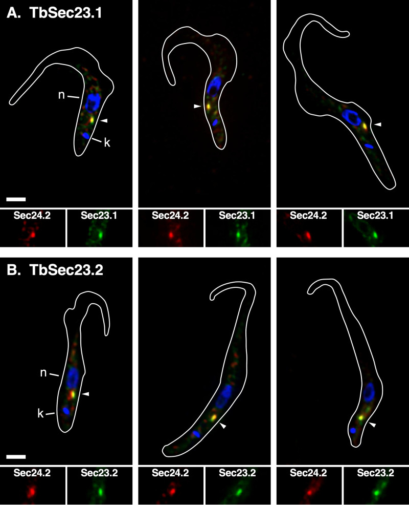 FIG 3