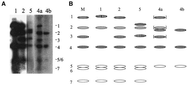 FIG. 3