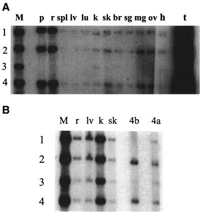 FIG. 6