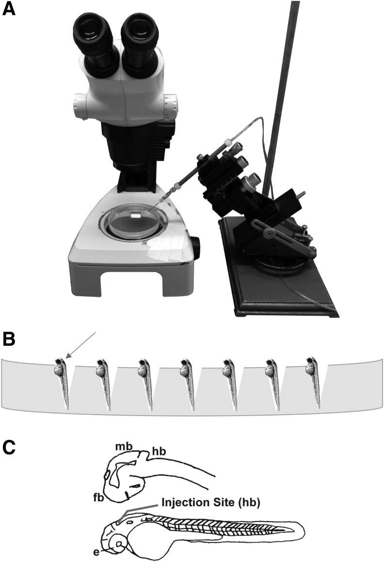 FIG. 1.