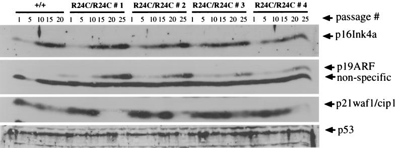 FIG. 5.