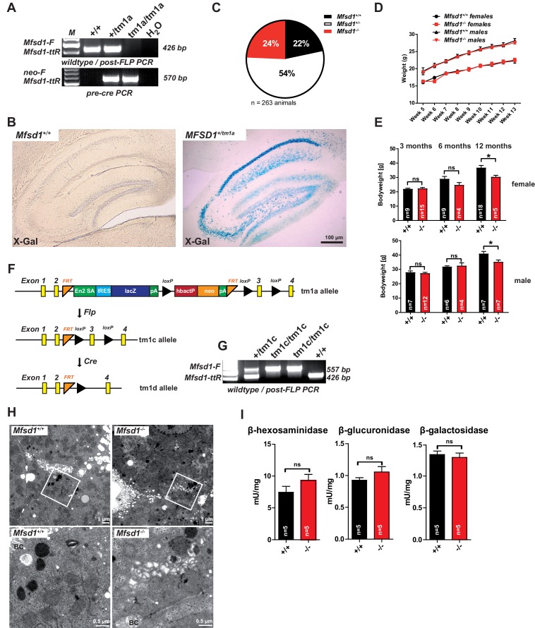 Figure 2—figure supplement 1.