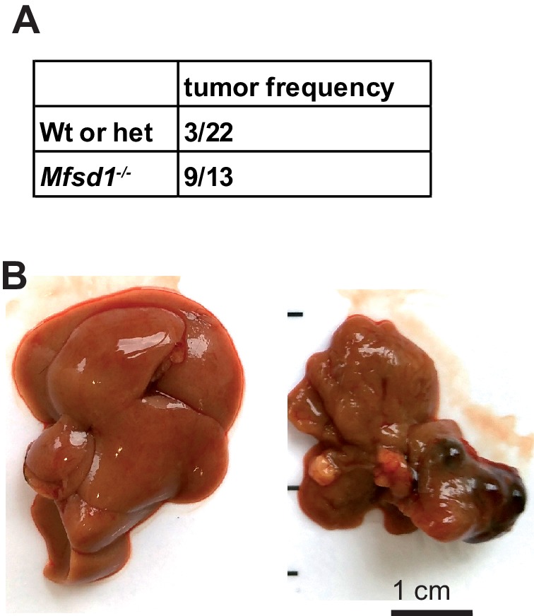 Figure 2—figure supplement 4.