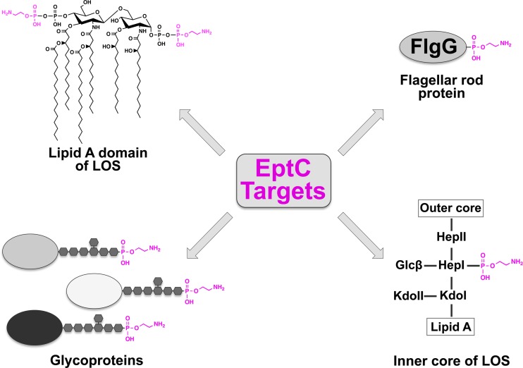 Fig 8