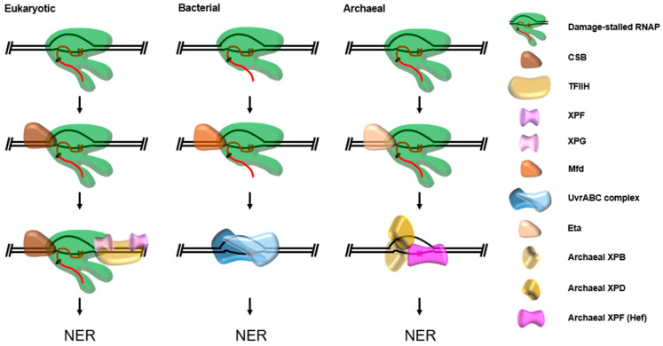 Figure 9