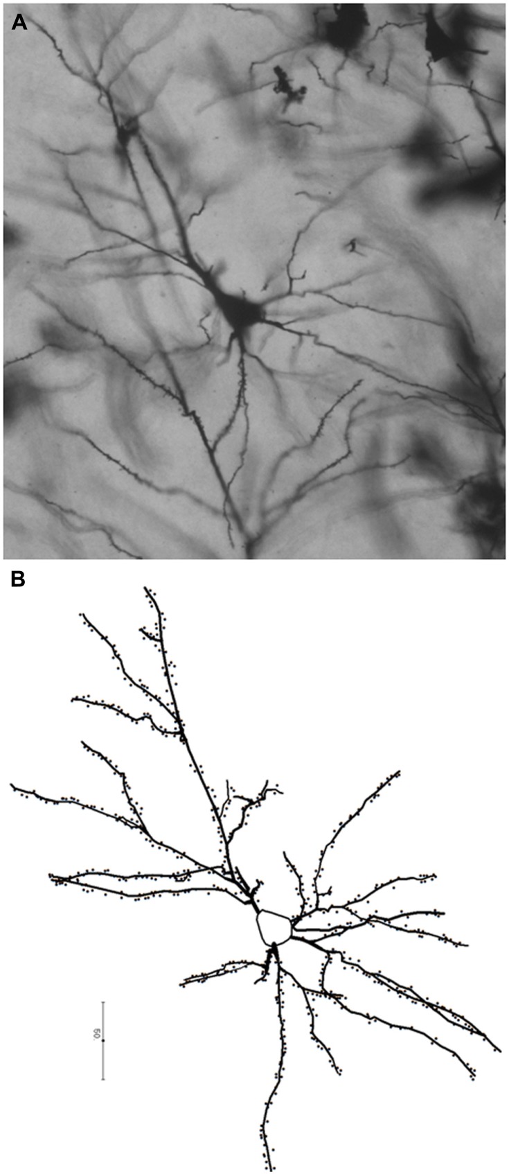 FIGURE 1