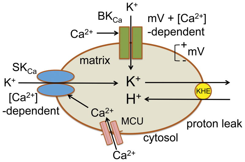 Fig. 6