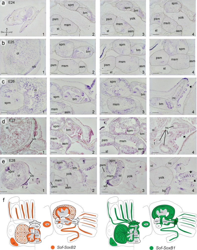 Fig 6