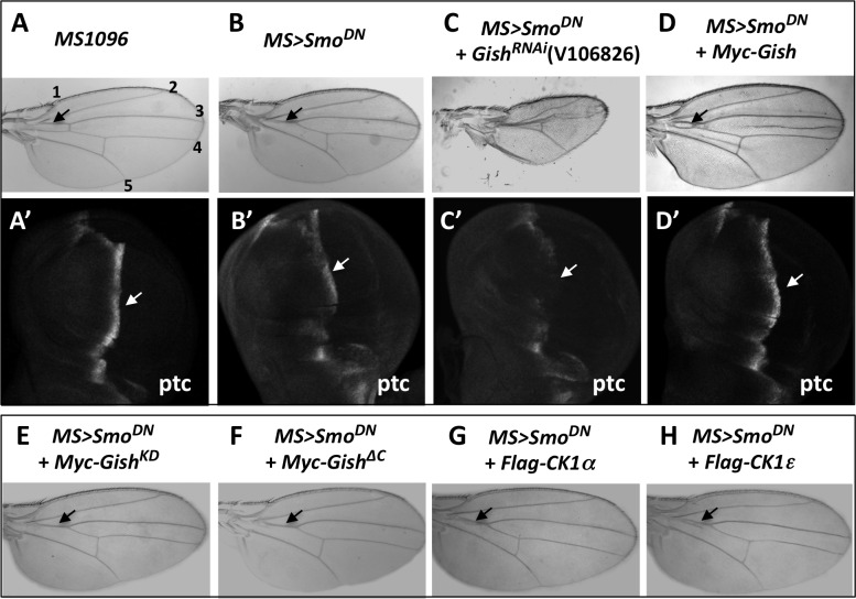 Fig 1