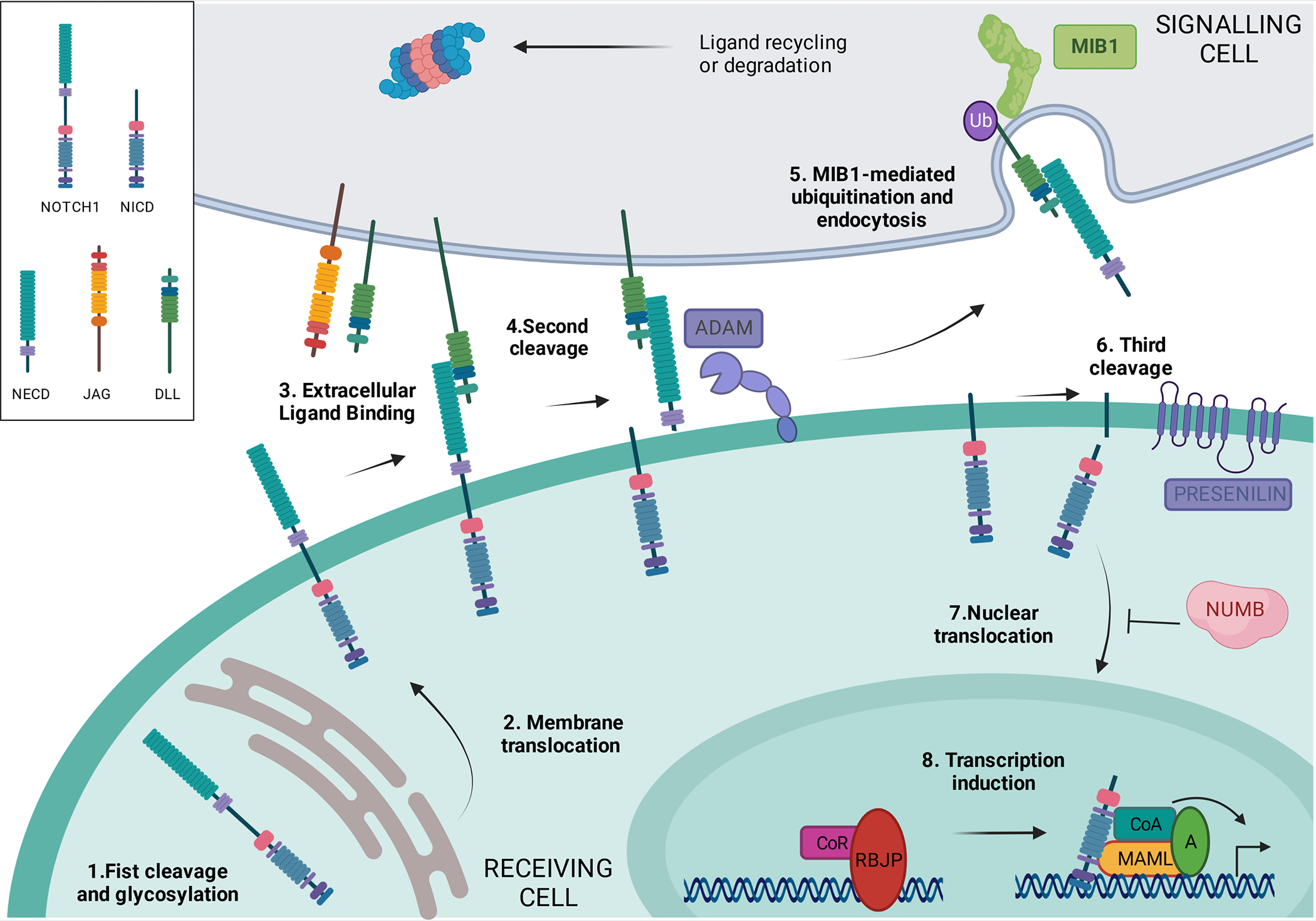 Figure 4: