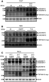 Fig. 2