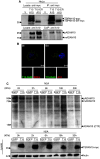 Fig. 6