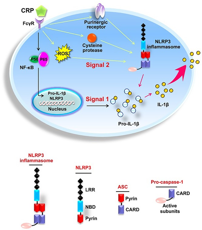 Figure 7