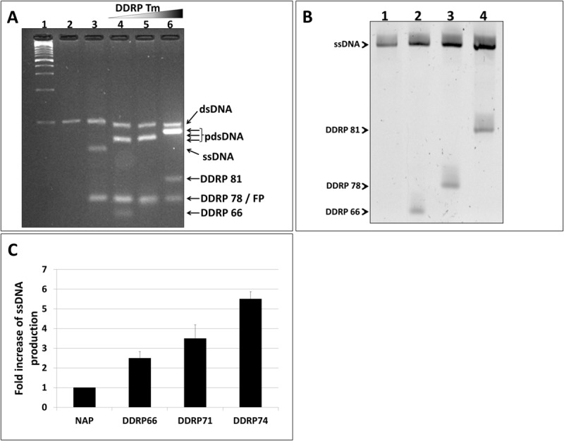 FIGURE 3