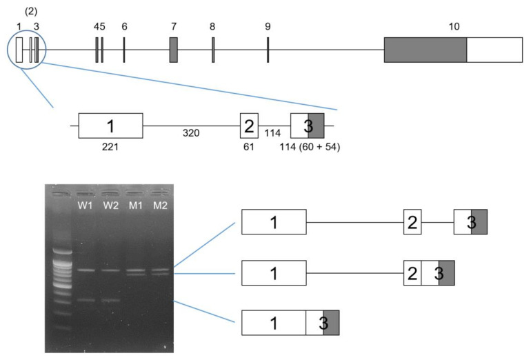 Figure 2