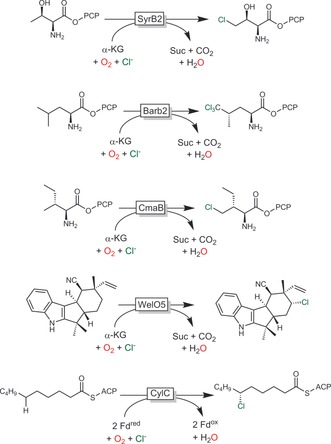 Scheme 19