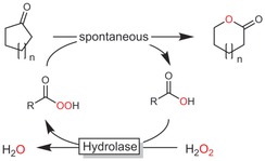 Scheme 48