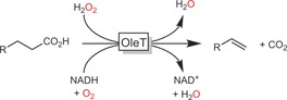 Scheme 49