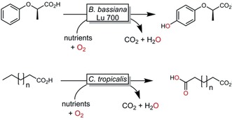 Scheme 9