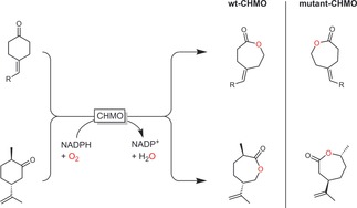 Scheme 41