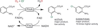 Scheme 13