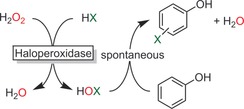 Scheme 12