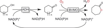 Scheme 43