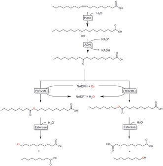 Scheme 47