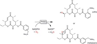 Scheme 8