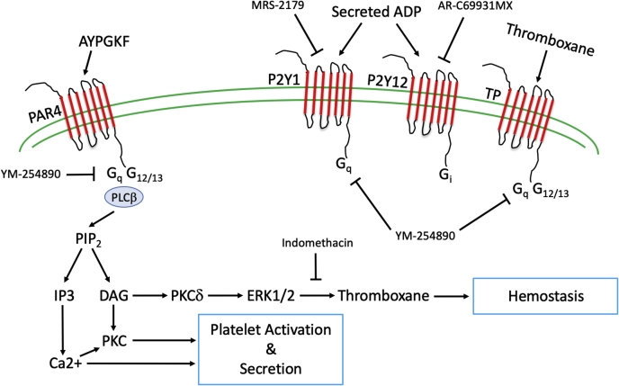 Figure 7