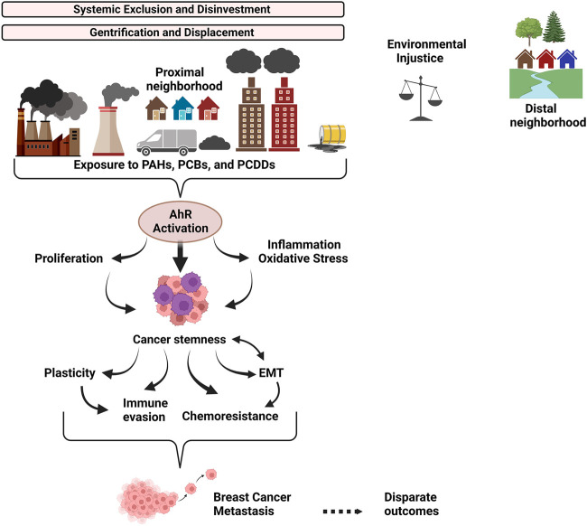 Environmental Exposure And The Role Of Ahr In The Tumor 