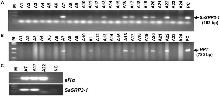 FIGURE 3