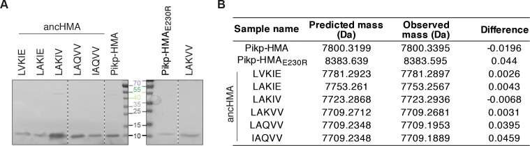 Figure 5—figure supplement 3.