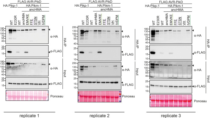 Figure 7—figure supplement 2.