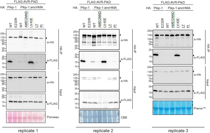 Figure 4—figure supplement 1.