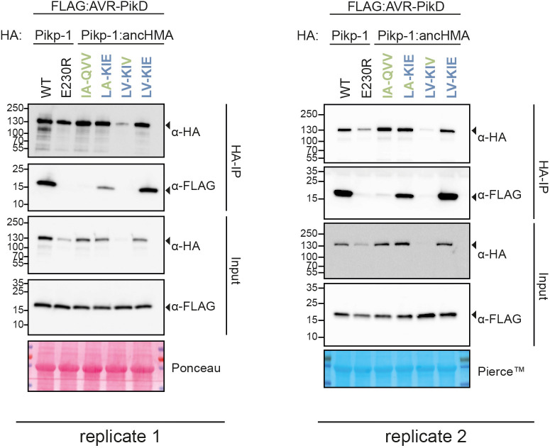 Figure 5—figure supplement 1.