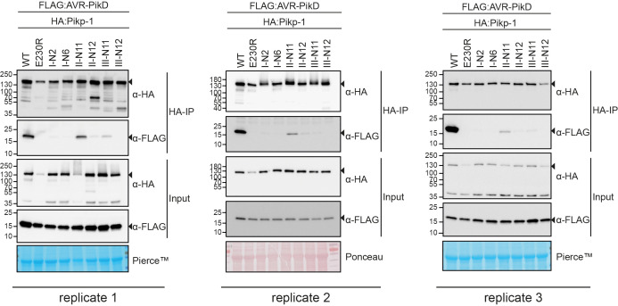 Figure 3—figure supplement 3.