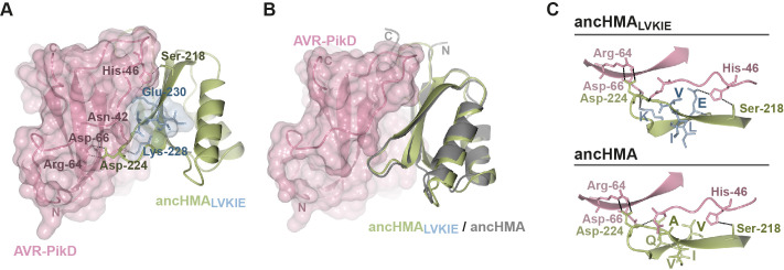 Figure 9—figure supplement 1.