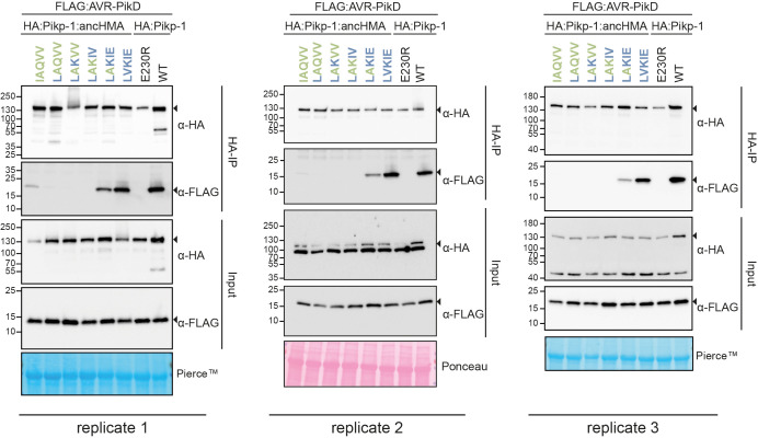 Figure 5—figure supplement 2.